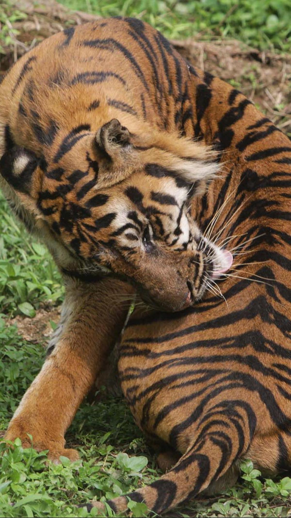 Sebelumnya, Wali Kota Medan Bobby Nasution mengungkapkan bahwa Medan Zoo sedang mengalami krisis finansial.&nbsp;
