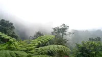 Lereng Gunung Slamet, rumah bagi ribuan jenis burung endemik Indonesia. (Foto: Liputan6.com/Muhamad Ridlo).