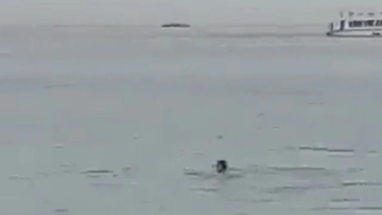 Pria Rusia diserang Hiu