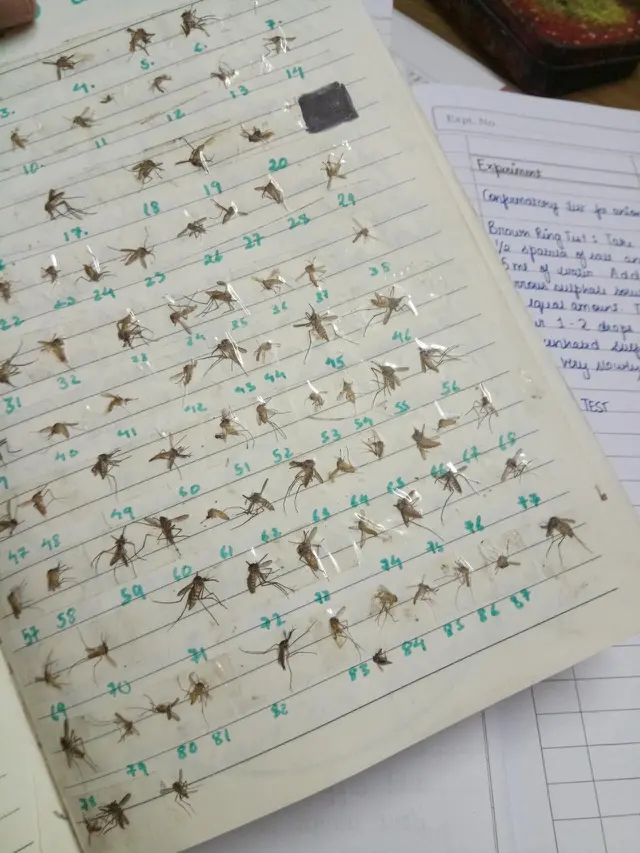 6 Catatan Nyeleneh Koleksi Nyamuk Mati di Buku Ini Bikin Heran