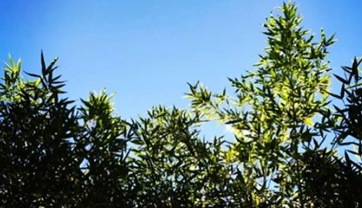 Dalam sebuah foto pemandangan yang diunggah Kang Gary sambil mengumumkan pernikahannya, sebanyak 31.5k akun berkomentar di dalamnya. Ada yang turut berbahagia, ada juga yang kecewa. (Instagram/kang_gary8888)