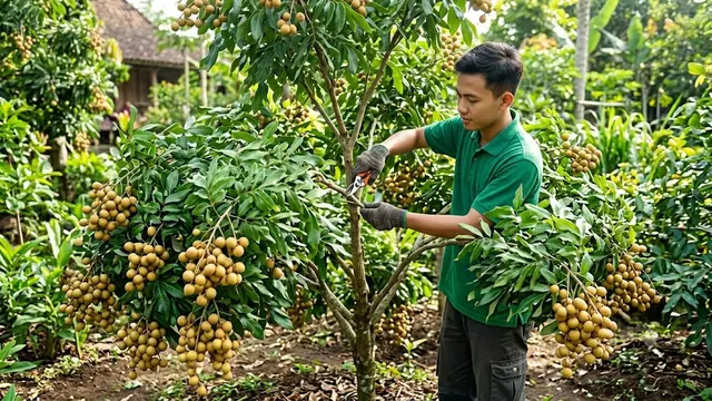 Pemangkasan Sisi Dalam (Inner Pruning) Kelengkeng