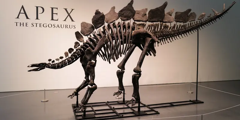 Kerangka Stegosaurus Langka Berusia 150 Juta Tahun