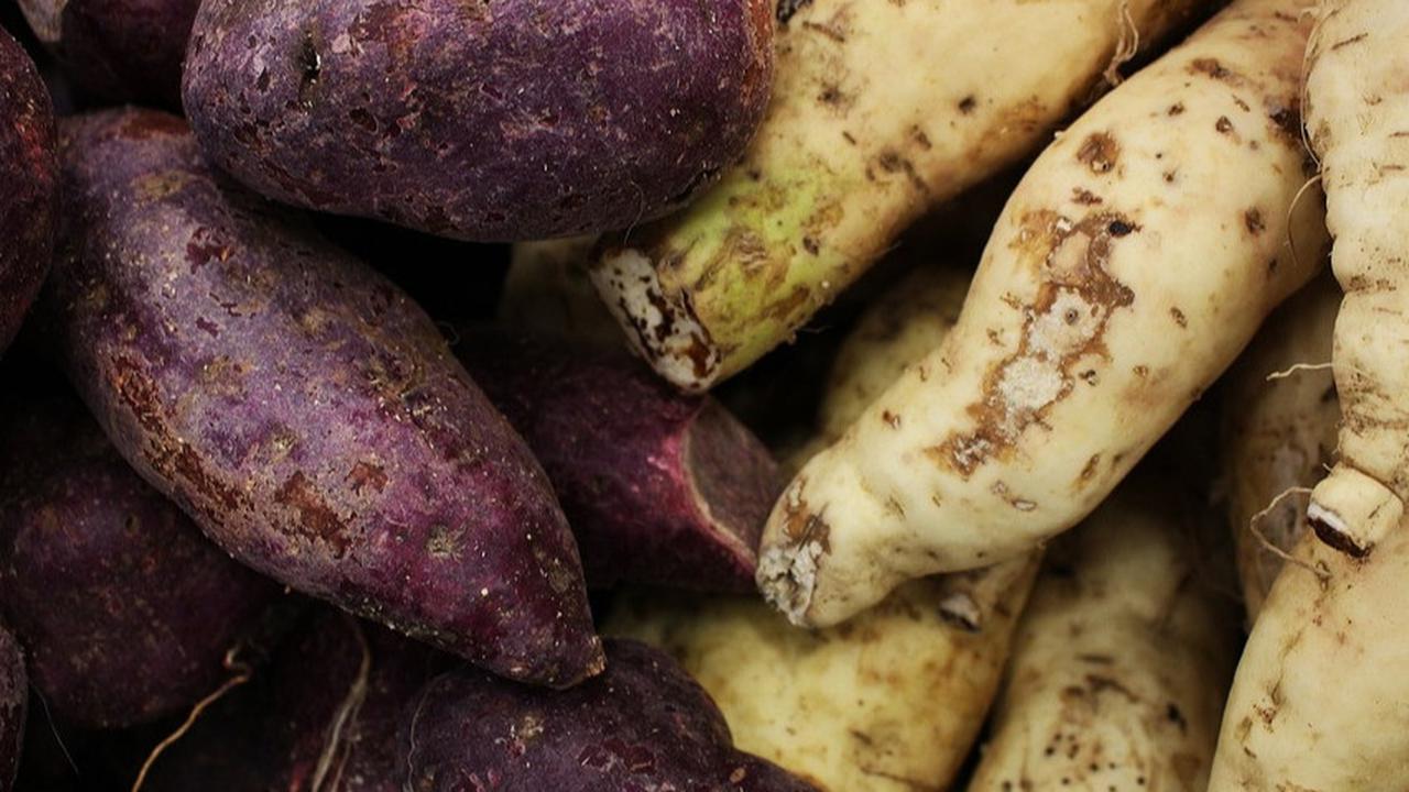 Ubi Jalar Ungu, Kuning, Putih: Mana yang Paling Bergizi dan Enak?