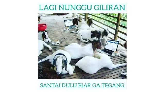 7 Meme Absurd Kambing Jelang Hari Raya Idul Adha Ini Kocak