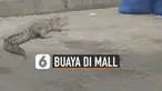 Seekor buaya terlihat sedang berkeliaran di sebuah parkiran mall. Beruntungnya buaya itu sudah diamankan oleh petugas.