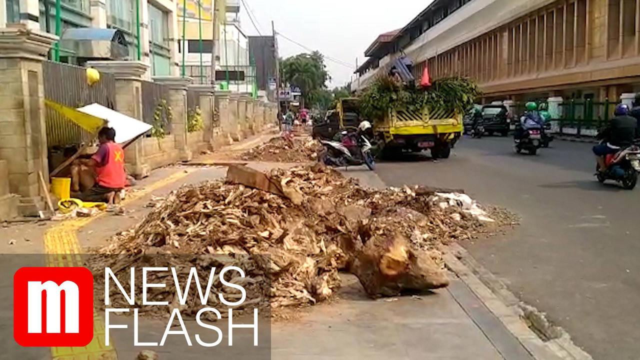 VIDEO: Pohon Angsana di Cikini Ditebang Bikin Panas dan Gersang