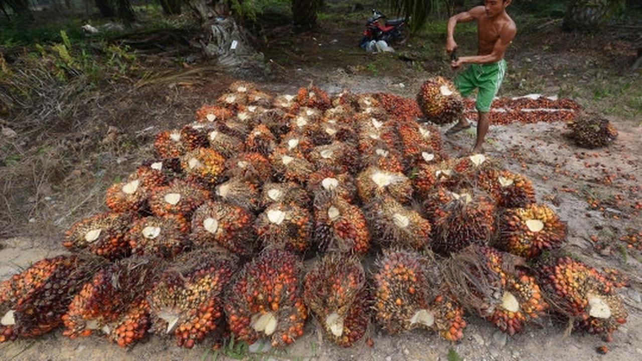 6,8 Juta Ha Kebun Sawit Rakyat Simpan Potensi Besar