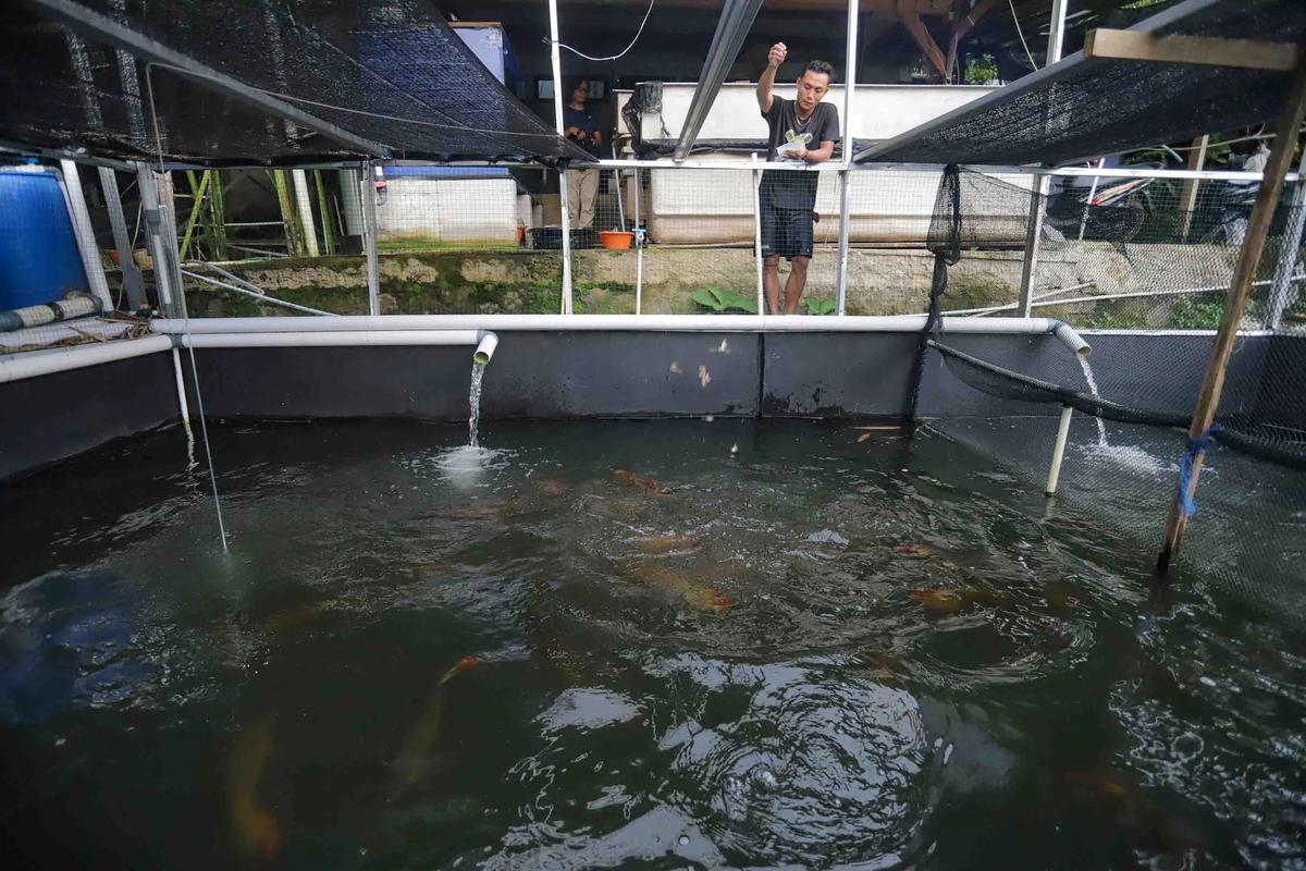 FOTO: Mengintip Proses Budidaya Arwana, Si Ikan Hias Berharga Fantastis