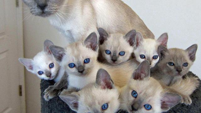 6 Tanda Kucing Mau Mati Wajib Diwaspadai Pemiliknya - Regional Liputan6.com