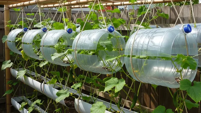 6 Ide Kebun Timun Gantung dari Galon Air Mineral Bekas, Solusi Berkebun Hemat