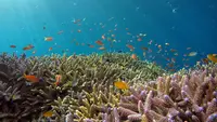Pusat Data AI di Dasar Laut, Solusi Cerdas atau Masalah Baru?
