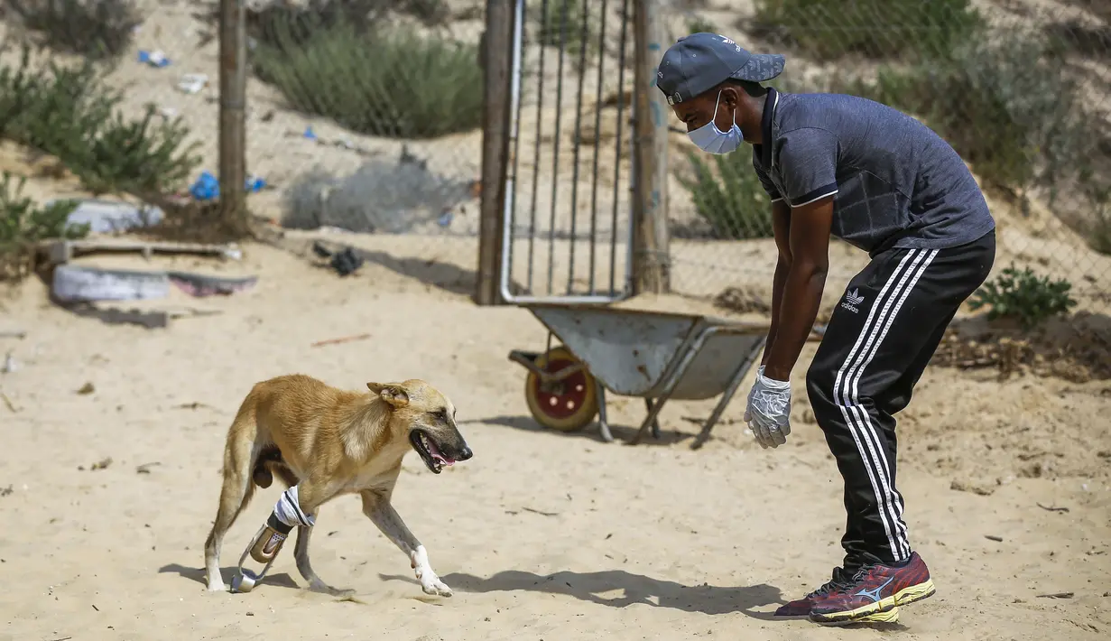 Relawan Palestina di Sula Society for Animal Care Saeed al-Err bermain dengan anjing yang diamputasi Billy, dilengkapi dengan kaki palsu baru yang dibuat bekerja sama dengan pusat kaki palsu Kota Gaza, selama rehabilitasi di asosiasi penampungan  di Kota Gaza (9/9/2020). (AFP Photo/Mohammed Abed)