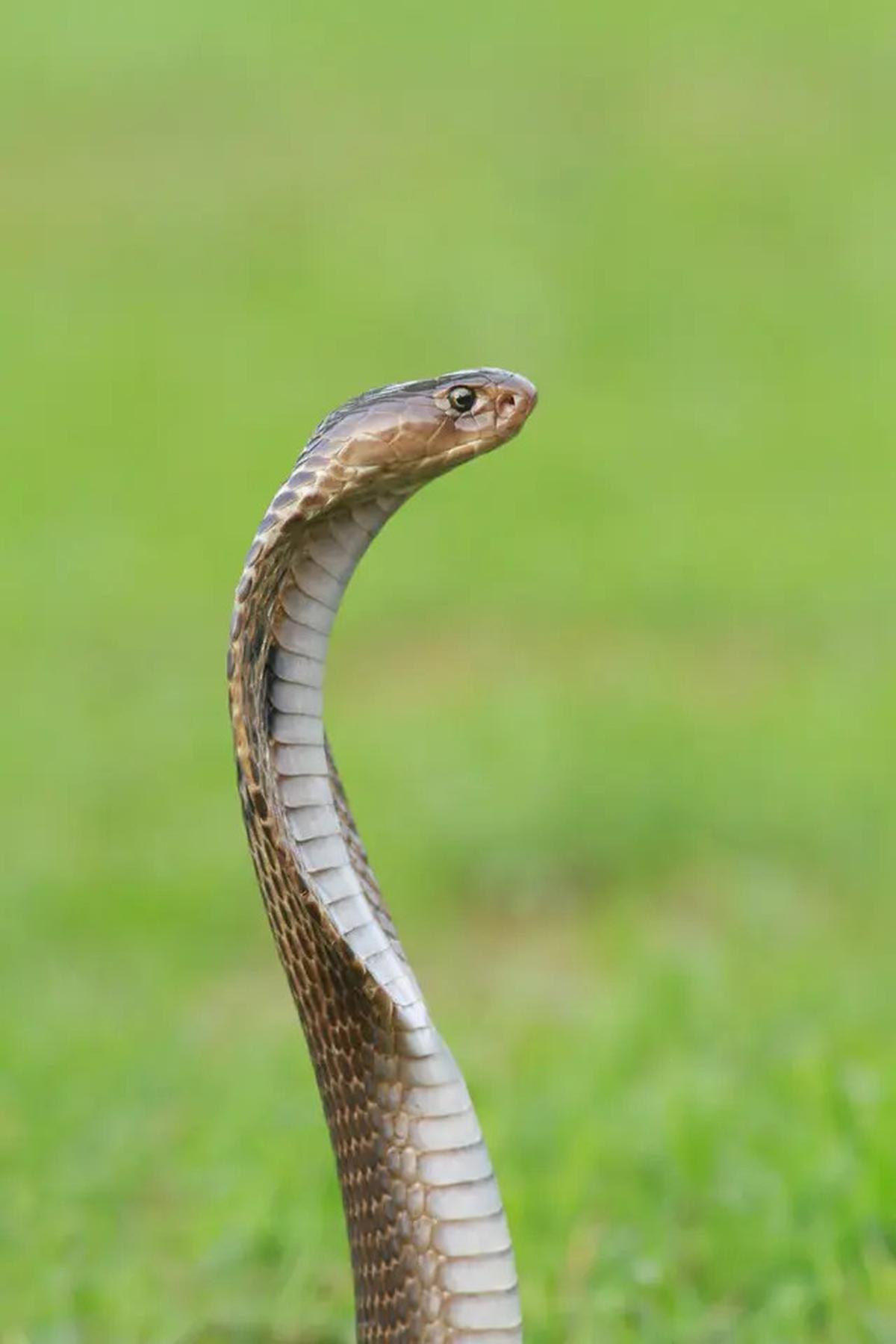 10 Alasan Kenapa Ular Sering Muncul di Area Perumahan Baru, Ini Penjelasan Lengkapnya