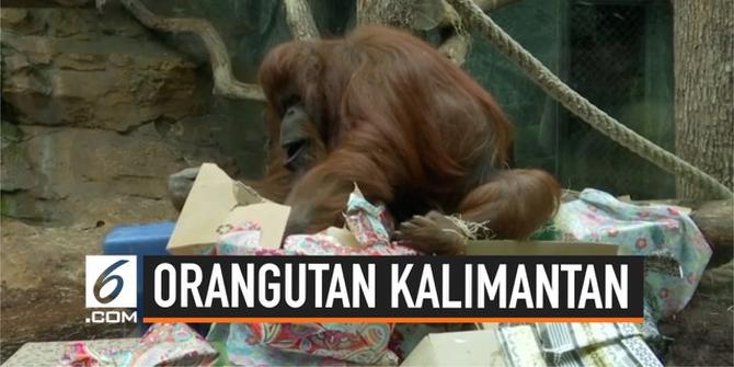 VIDEO: Seru! Ulang Tahun Orangutan Kalimantan Dirayakan di Paris