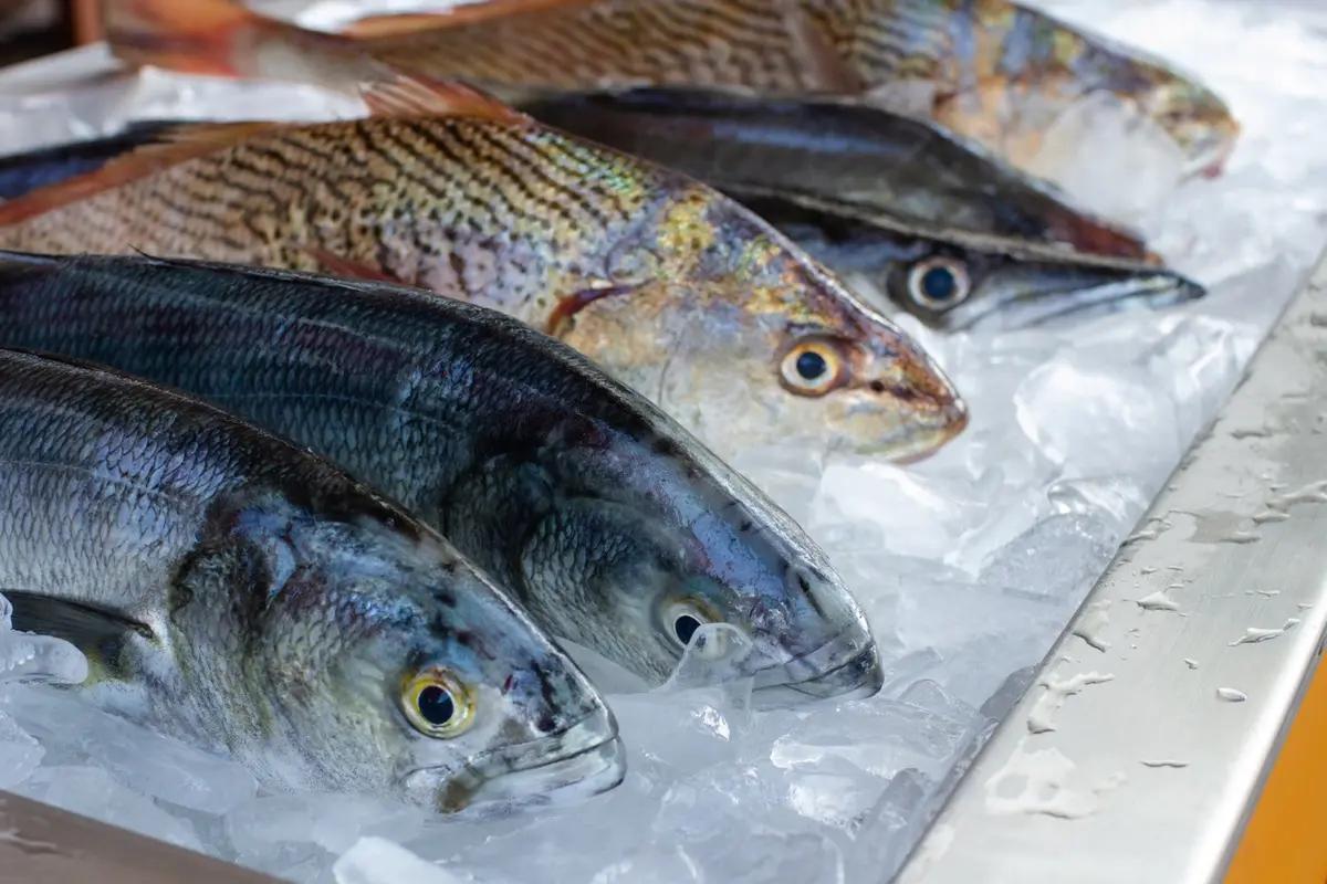 Ilustrasi ikan segar