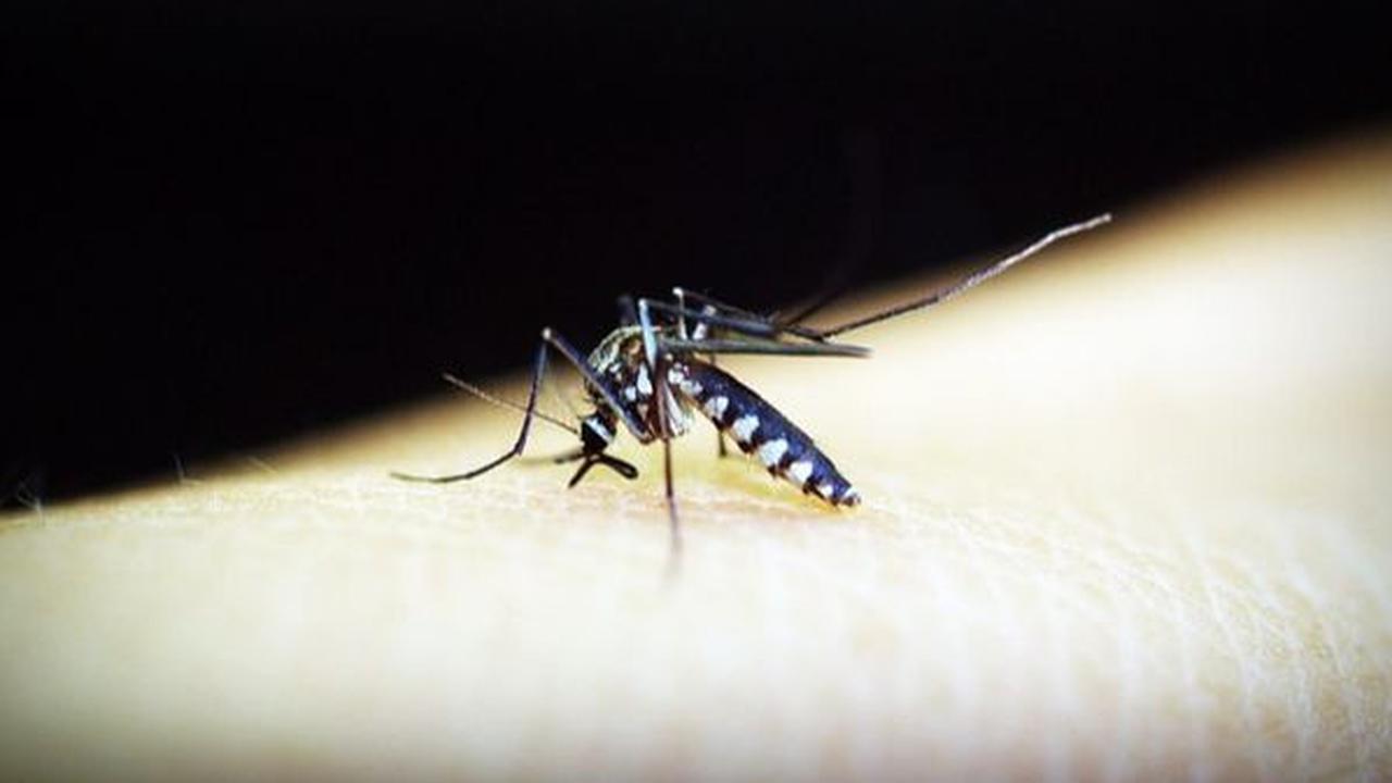Cara Mencegah Virus Oropouche