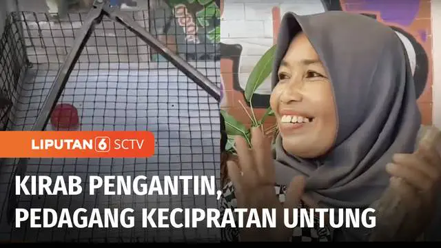 VIDEO: Kirab Pengantin Kaesang Pangarep dan Erina Gudono, Presiden Jokowi Bagi-bagi Suvenir