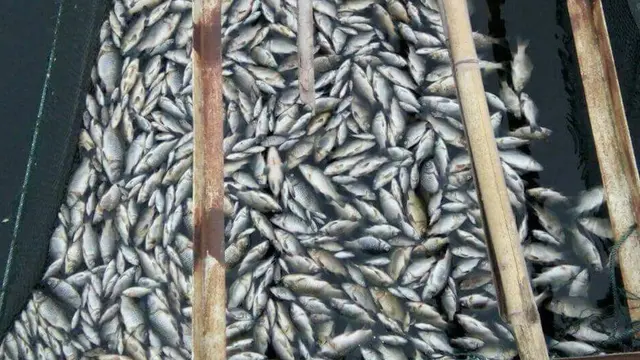 Ikan mati massal