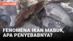 Fenomena Ikan Mabuk Landa Sejumlah Danau di Lumajang
