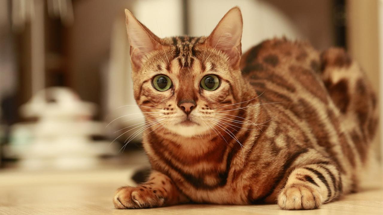 7 Fakta Tentang Kucing yang Jarang Diketahui, Kucing Tertua Hidup 38 Tahun