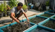 9 Jenis Ikan Konsumsi yang Cepat Besar dan Hemat Pakan untuk Pemula, Pahami Sebelum Budidaya