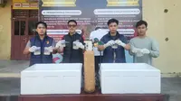 Polisi Bongkar Perdagangan 9.000 Benih Lobster Ilegal di Lampung