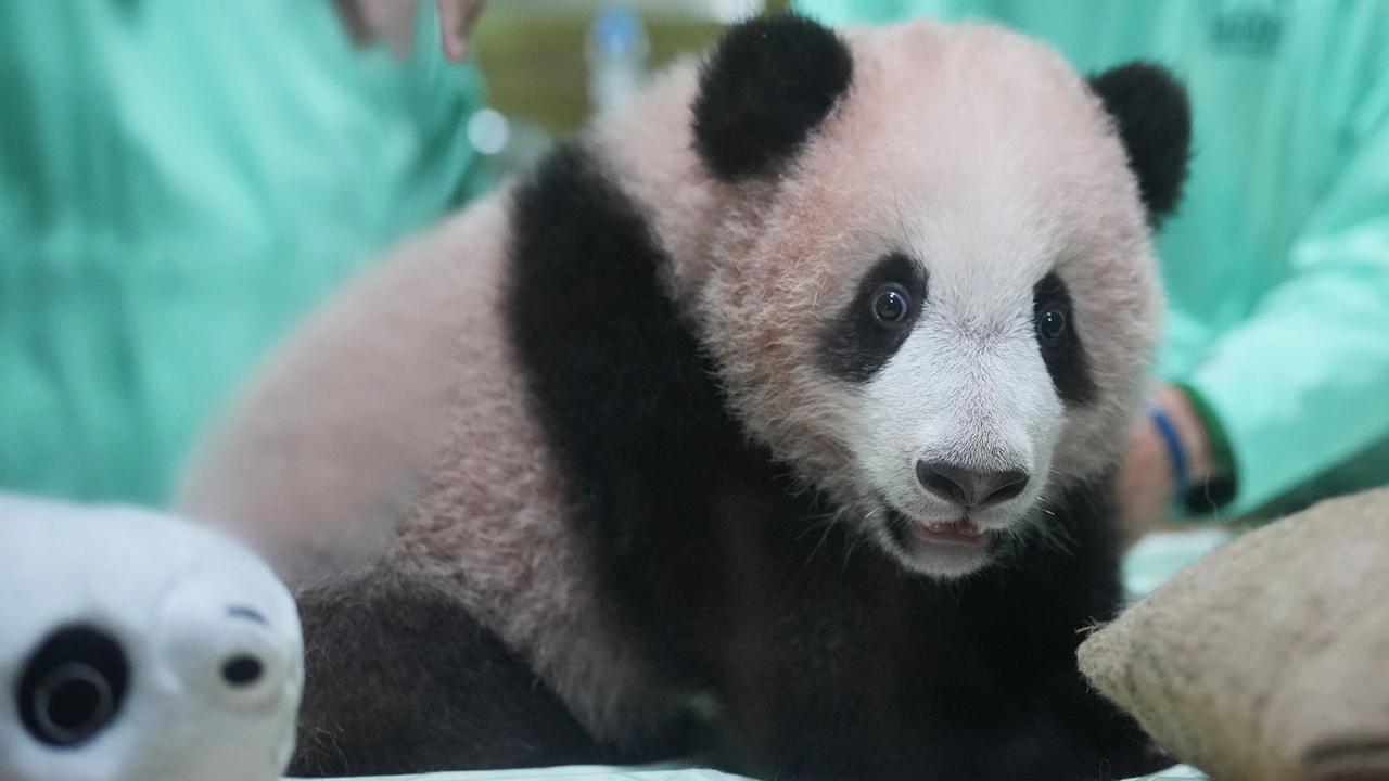 FOTO: Bayi Panda Rio Tumbuh Aktif  Menjelang Diperkenalkan ke Publik