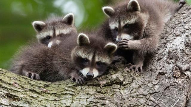 6 Kelakuan Lucu Hewan Ini Bak Tirukan Manusia, Ada yang Lagi Gibah