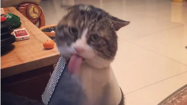 Tingkah Kocak Kucing Ini Viral Jadi Meme di Medsos