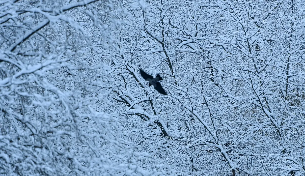 Seekor burung gagak terbang di atas sungai Yauza di depan pohon yang tertutup salju setelah hujan salju lebat di pinggiran Moskow, Rusia pada Selasa (14/12/2021). (Kirill KUDRYAVTSEV / AFP)