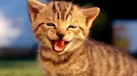 7 Meme Obrolan Kucing Lucu saat PDKT, Bikin Senyum-senyum Sendiri