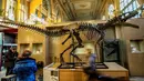 Pengunjung mengamati kerangka dinosaurus berjenis alosaurus yang dipamerkan di rumah lelang Lyon Brotteaux Aguttes, Prancis, 5 Desember 2016. Spesimen fosil Kan berukuran panjang lebih dari 7,5 meter (m) dan tinggi 2,5 m. (JEFF PACHOUD/AFP)