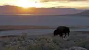 Seekor bison terlihat saat matahari terbit di Pulau Antelope, Utah, Amerika Serikat, November 2022. (AP Photo/Rick Bowmer)