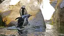 Dua penguin Gentoo bermain di atas batu di dalam kandang mereka di Taman Pairi Daiza di Cambron-Casteau, Belgia, Senin (5/7/2021). Kehadiran penguin Gentoo diharapkan dapat menjadi daya tarik wisatawan untuk berkunjung ke kebun binatang Pairi Daiza, Belgia. (AP Photo/Virginia Mayo)