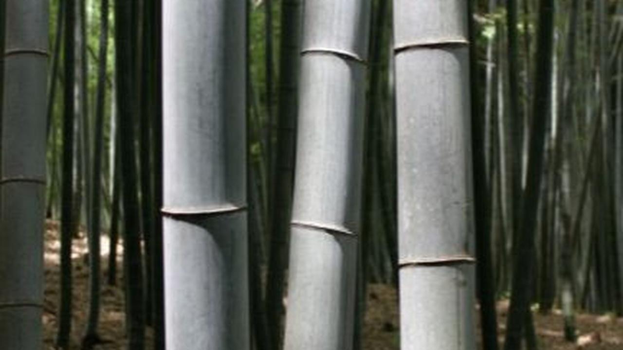 Bambu