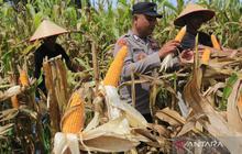 Inovasi Polri Tingkatkan Pertanian: Dari Limbah Jagung hingga Teknologi Modern untuk Ketahanan Pangan