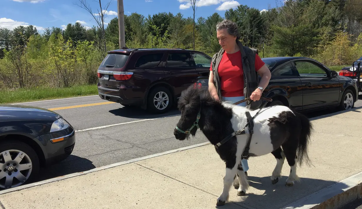 Penyandang tunanetra, Anna Edie (69), berjalan dipandu oleh kuda poni peliharaanya, Panda, di sebuah jalan pinggiran kota Albany, 12 Mei 2017. Panda merupakan kuda poni peliharaan wanita pensiunan guru tersebut selama 14 tahun. (AP Photo/Mary Esch)