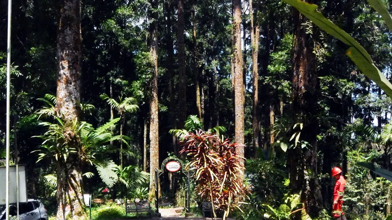 Anggrek Gunung Slamet