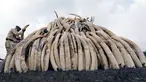 Sejumlah gading gajah hasil sitaan diletakkan untuk dibakar di Nairobi National Park, Kenya, (20/4). Sebanyak 105 ton gading gajah berhasil diamankan petugas Kenya Wildlife Service (KWS). (REUTERS / Thomas Mukoya) 