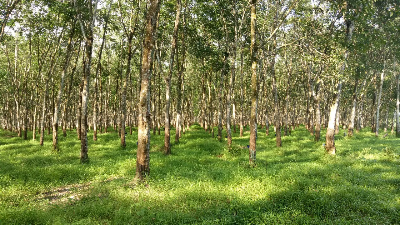 Perkebunan Karet.