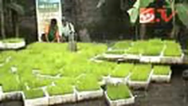 Tanam Bibit Padi di Styrofoam