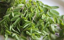 Dikenal Penuh Nutrisi, Ini 8 Manfaat Daun Kelor untuk Ibu Hamil yang Jangan Sampai Terlewat