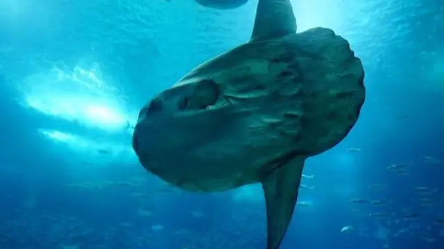 Ikan Mola Mola