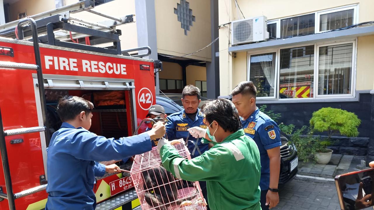 Lutung Jawa Tersengat Listrik di Semarang. (merdeka.com/istimewa).