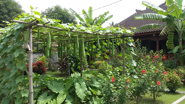 Cara Menanam Oyong agar Panen Banyak