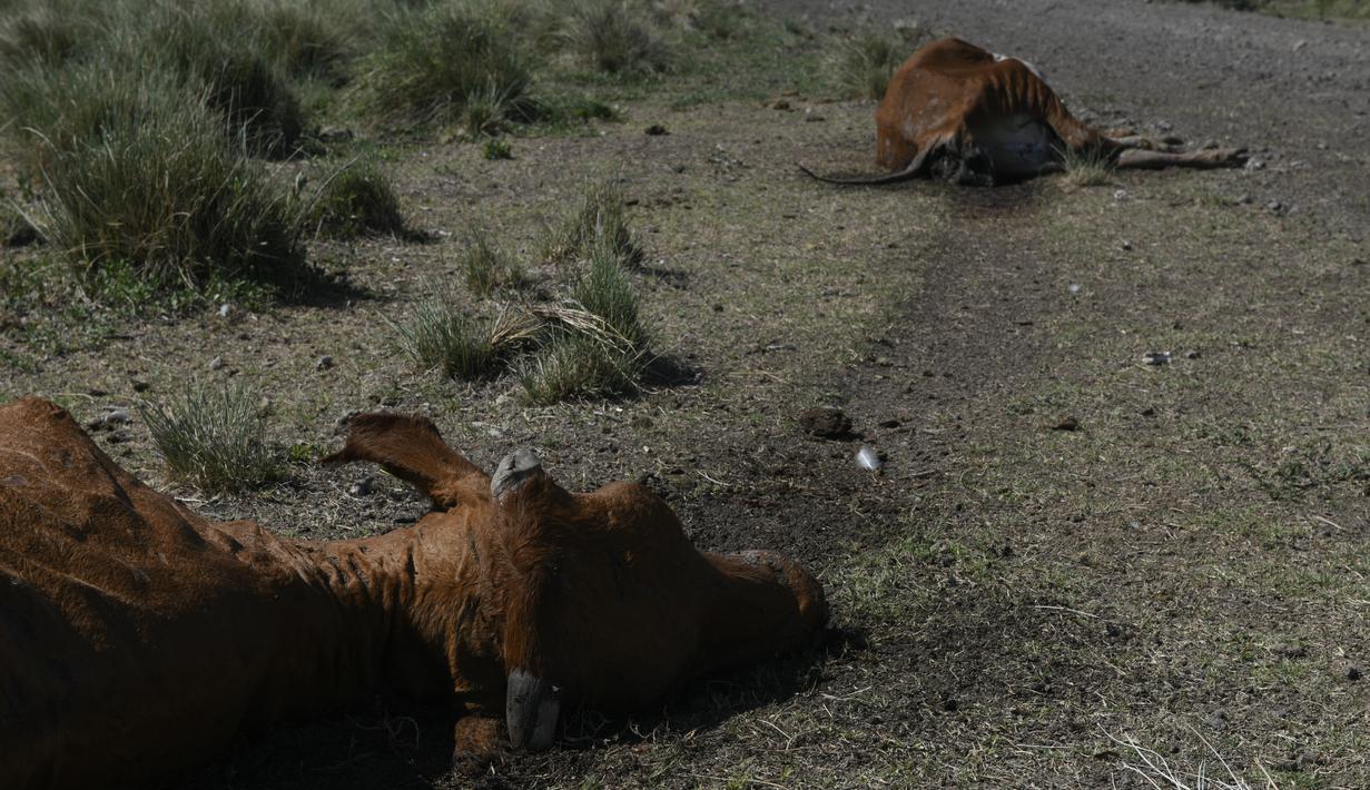 <p>Sapi mati tergeletak di ladang petani Pablo Giailevra, di mana lebih dari 300 ekor sapi mati akibat kekeringan yang sedang berlangsung, di Tostado, provinsi Santa Fe, Argentina, Rabu (18/1/2023). Ribuan ekor sapi mati di Santa Fe dalam beberapa pekan terakhir karena kekeringan berkepanjangan yang juga memengaruhi tanaman kedelai, jagung, dan gandum utama negara itu. (AP Photo/Gustavo Garello)</p>