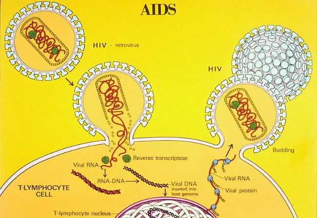 Siklus hidup virus AIDS. (Sumber Wikimedia Commons/National Institute of Health/Trudy Nicholson untuk ranah publik)
