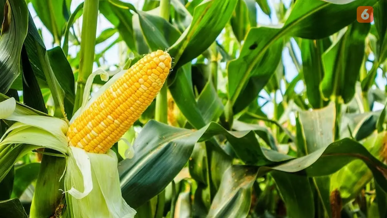 Jagung kendeng