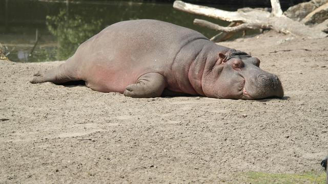 Hippos